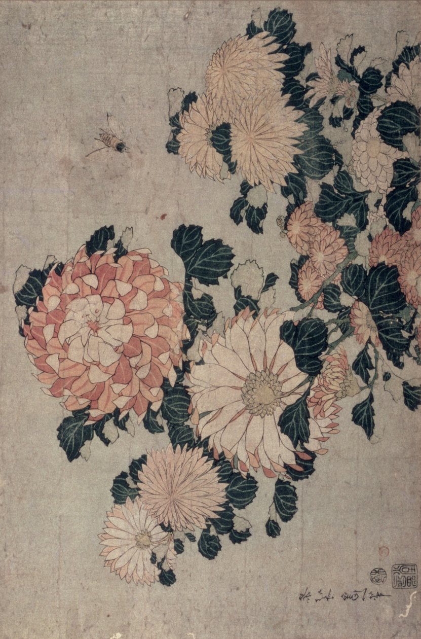 菊花（彩色木刻） 作者 葛饰北斋