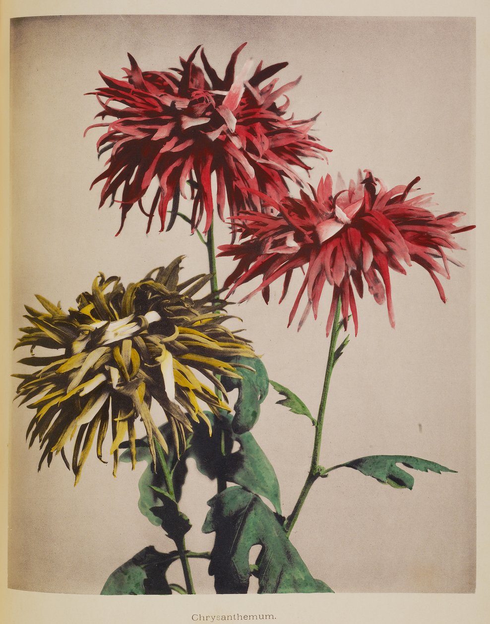 菊花 作者 小川和正
