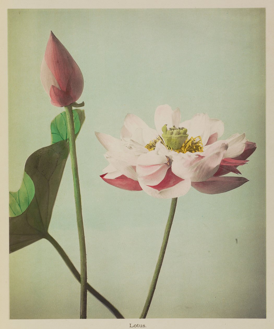 莲花 作者 小川和正