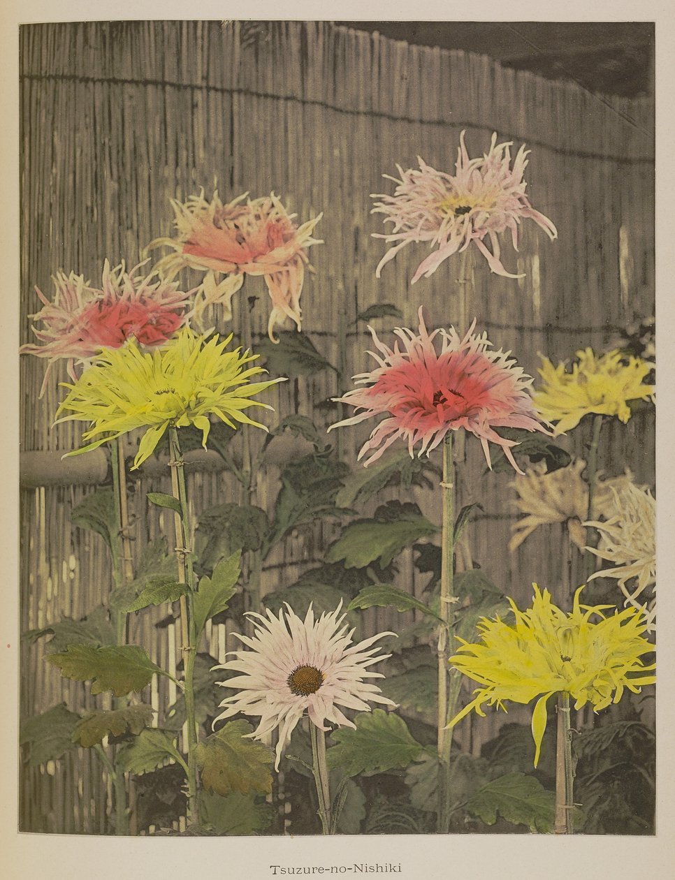 月之锦 作者 小川和正