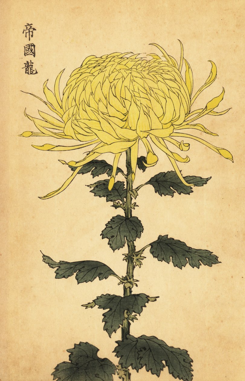 杂交黄菊，1893 年（雕刻） 作者 长谷川惠花
