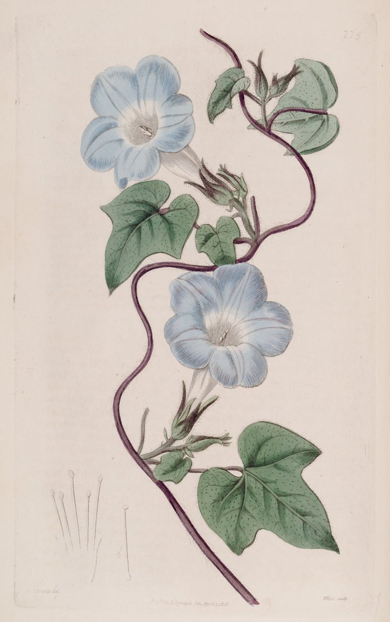 Ipomoea hederacea 作者 克高勒