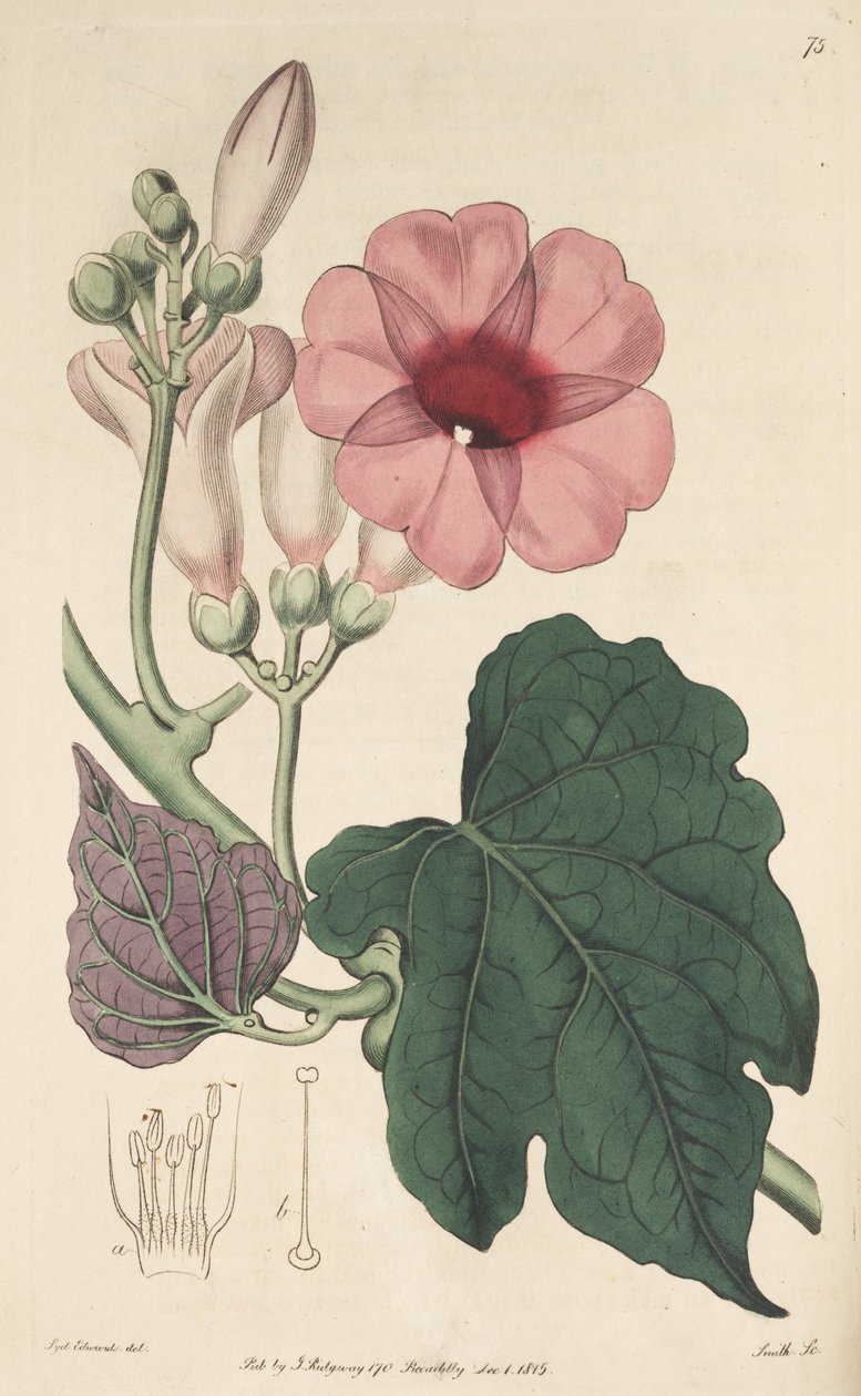 Ipomoea mauritiana 作者 克高勒