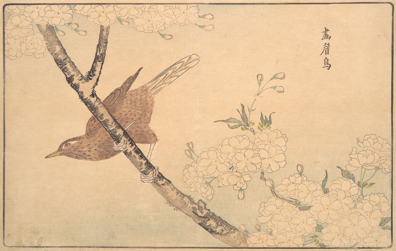 灰鸫，1789年。 作者 北尾正好