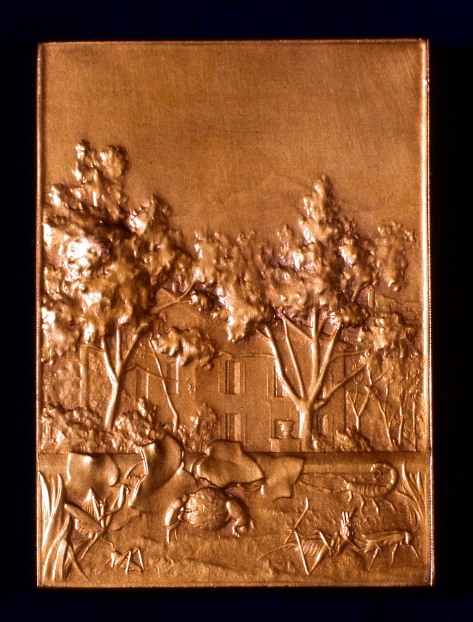 昆虫，1911年 作者 父权制