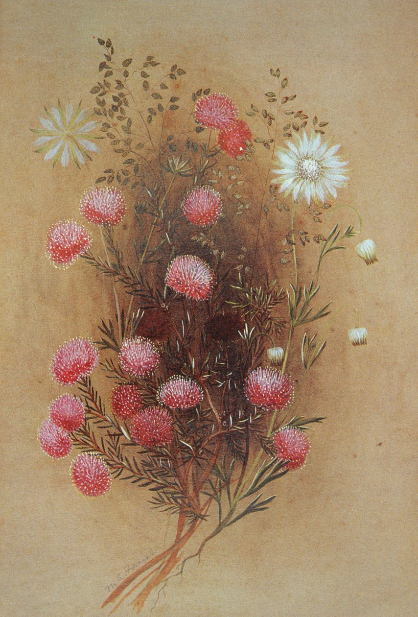 Melaleuca或Flannelflower，19世纪 作者 玛格丽特夫人森林