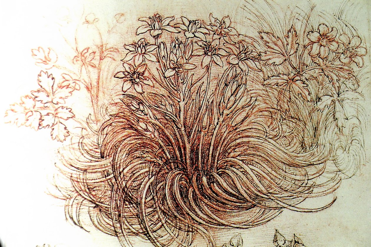 花卉 作者 达芬奇（Leonardo da Vinci）