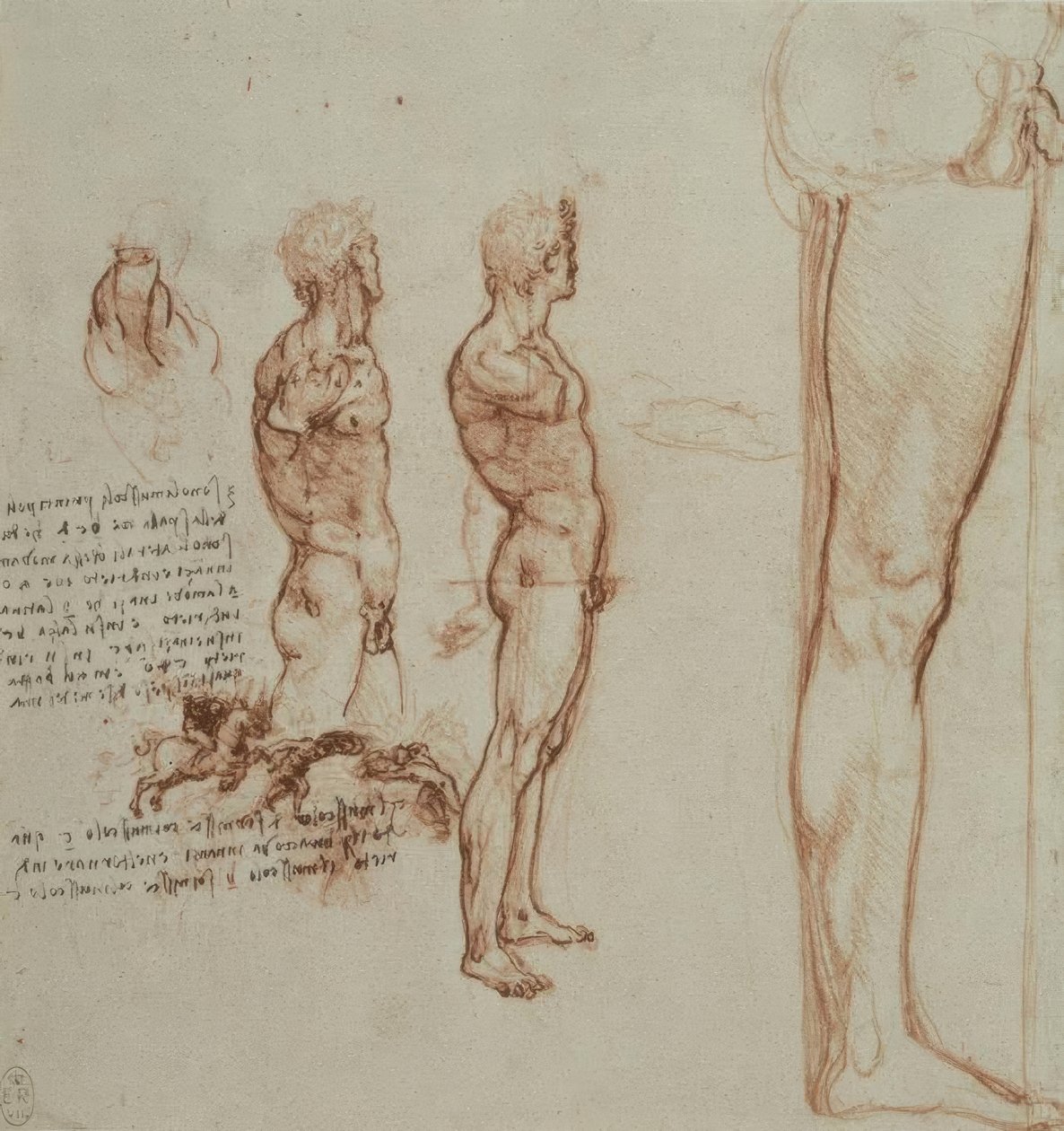 解剖学研究 作者 达芬奇（Leonardo da Vinci）