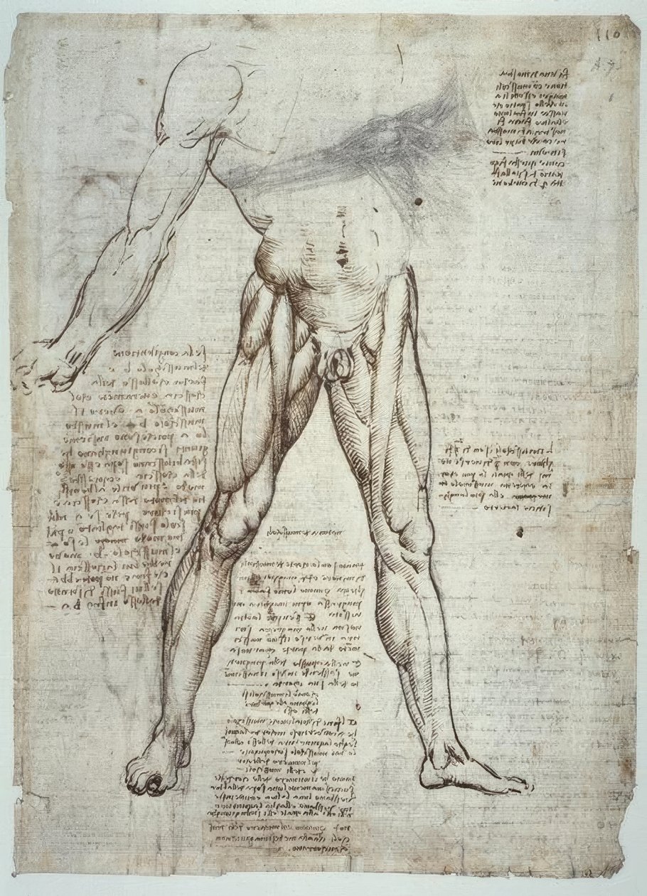 解剖学研究 作者 达芬奇（Leonardo da Vinci）