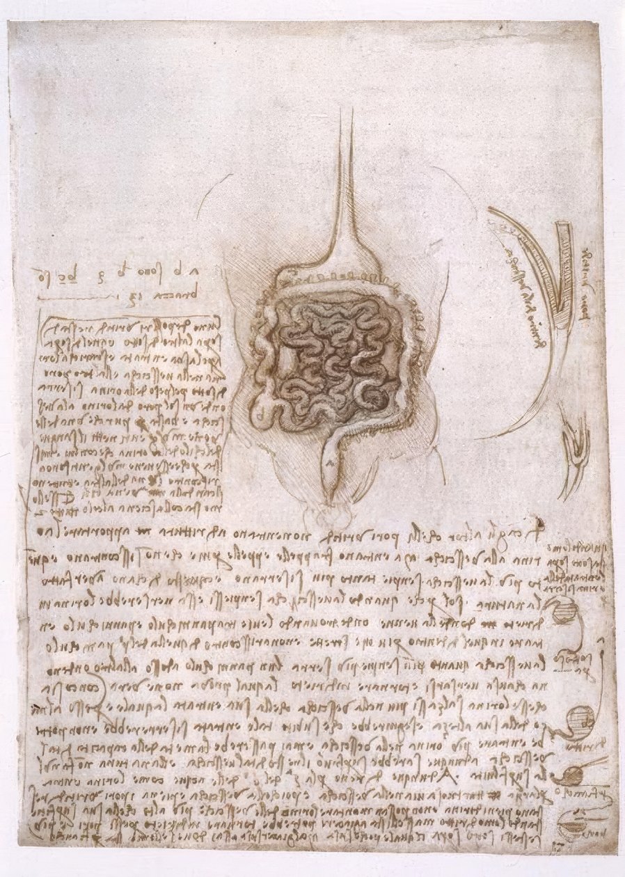 解剖学研究 作者 达芬奇（Leonardo da Vinci）