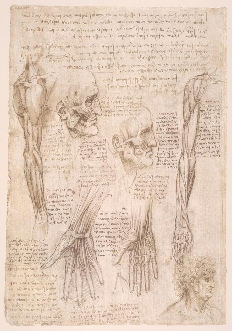 解剖学研究 作者 达芬奇（Leonardo da Vinci）