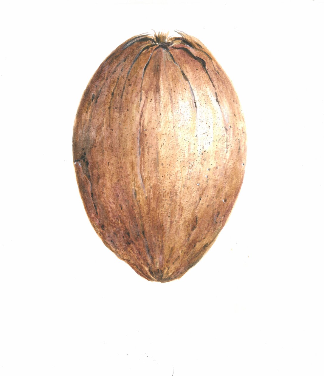 椰子，2015年 作者 林肯·塞利格曼
