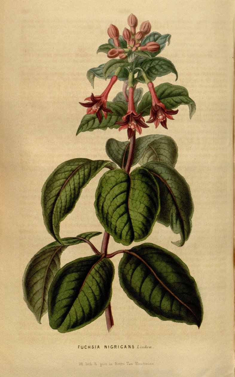 紫红色（Fuchsia sylvatica） 作者 林登