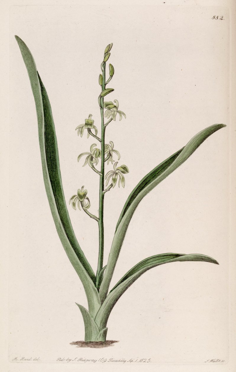 Liparis reflexa（Liparis liparis syn。）的插图 作者 哈特