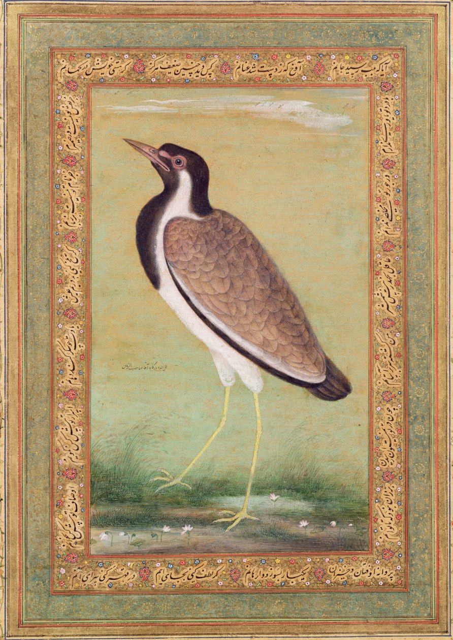 印度田凫，c.1800 作者 曼苏尔