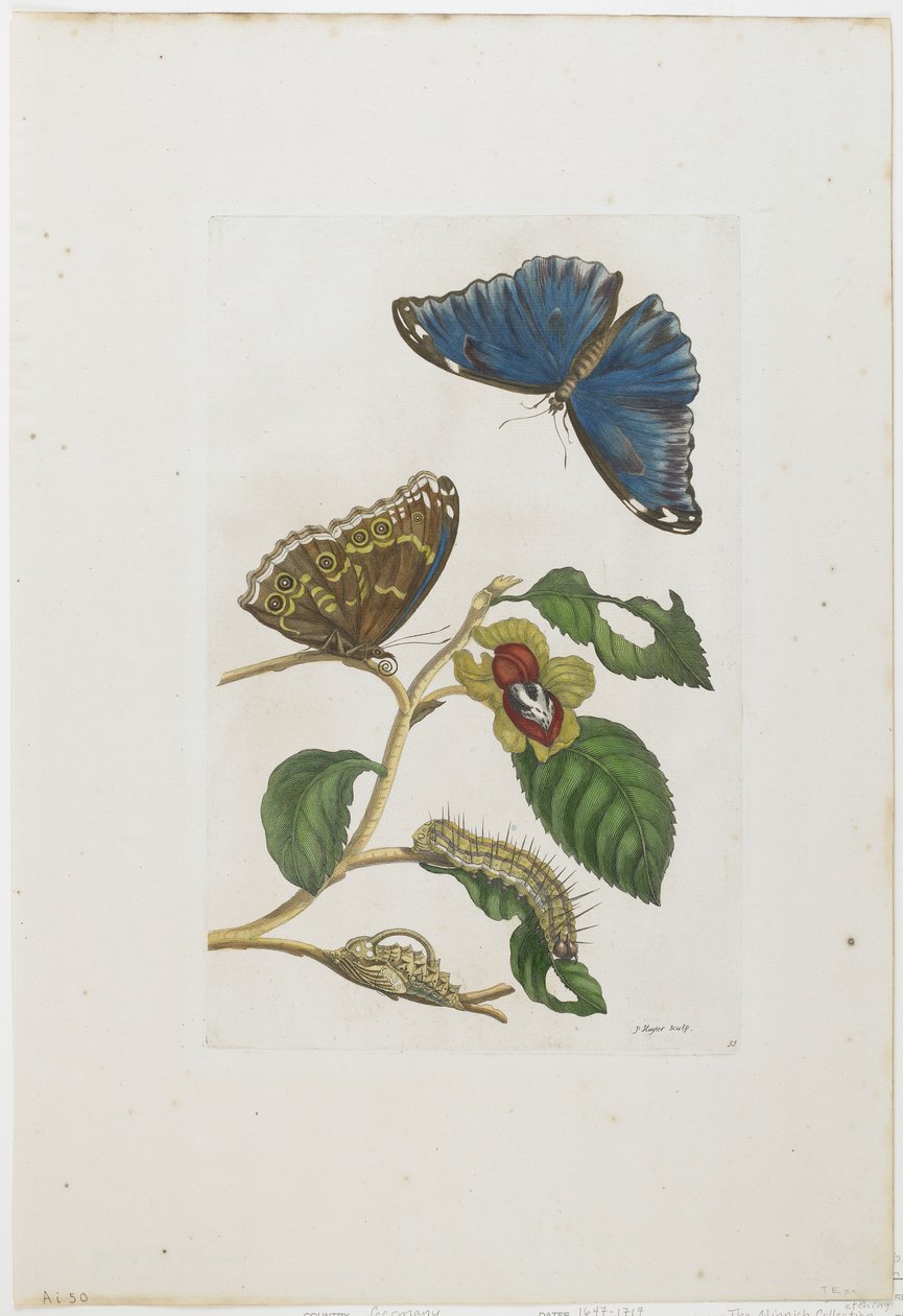 蓝蝴蝶和叶子，1705-71（手工蚀刻和雕刻） 作者 玛丽亚·西比拉·梅里安