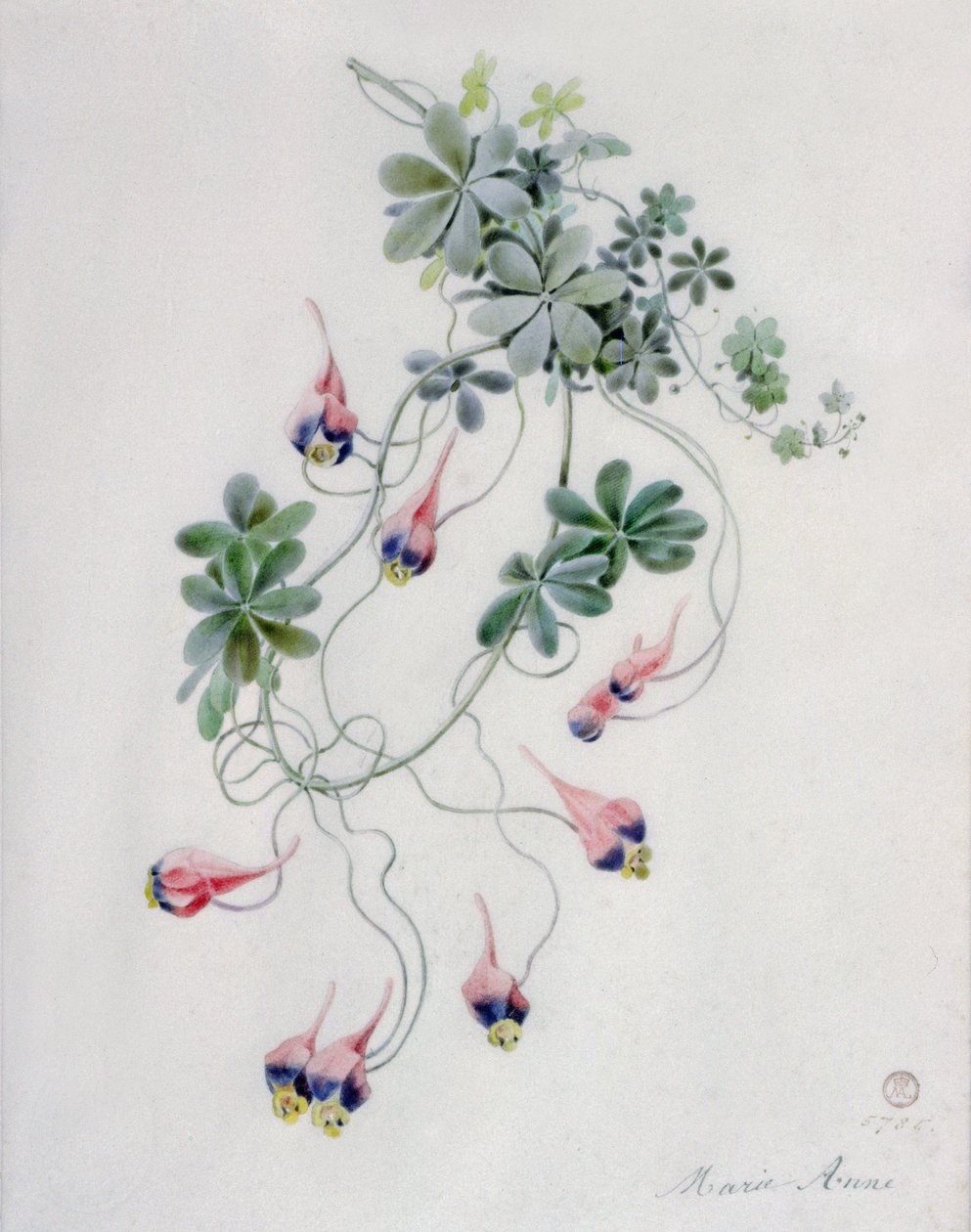 花片 作者 玛丽·安妮