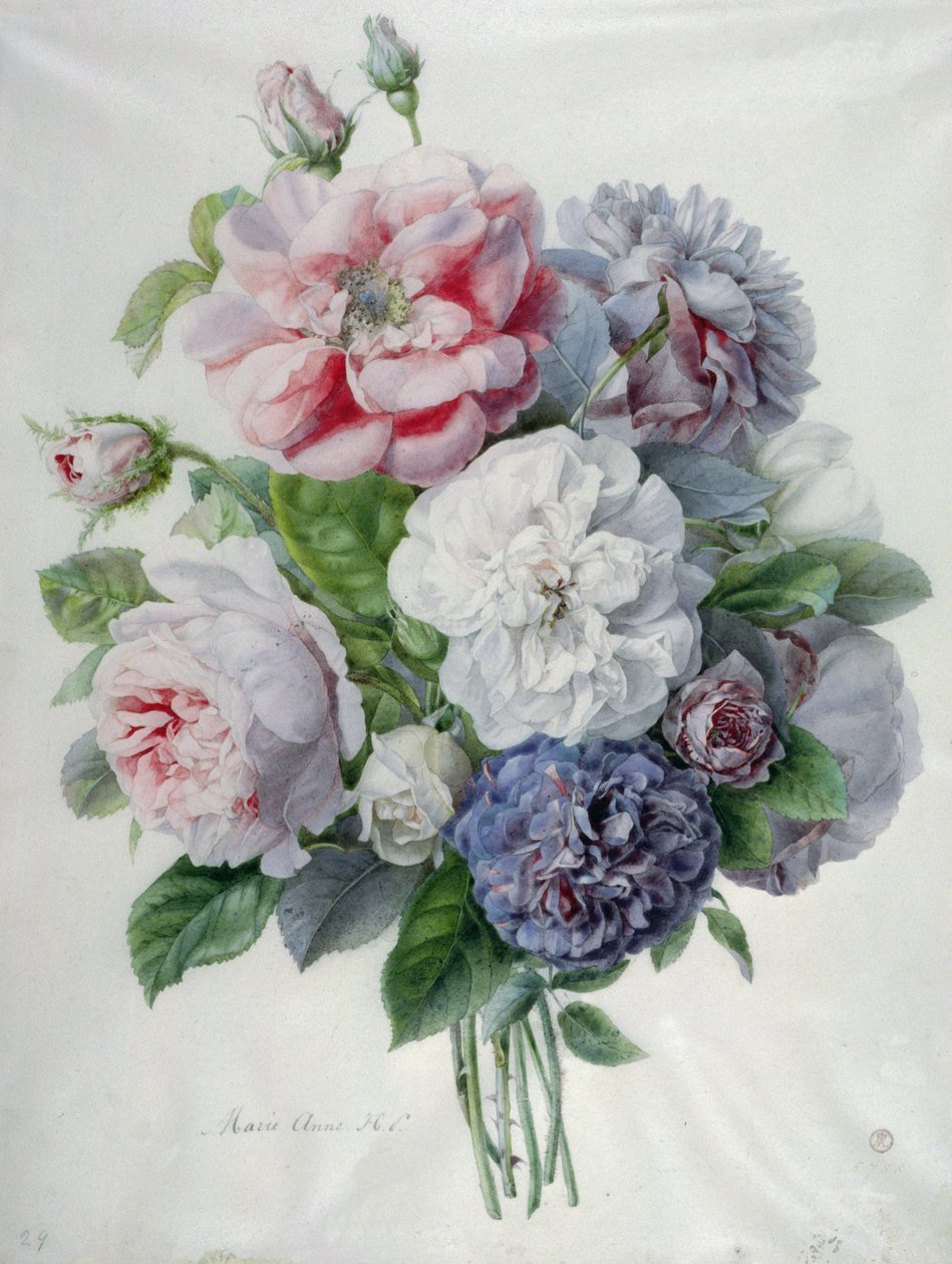 花片 作者 玛丽·安妮