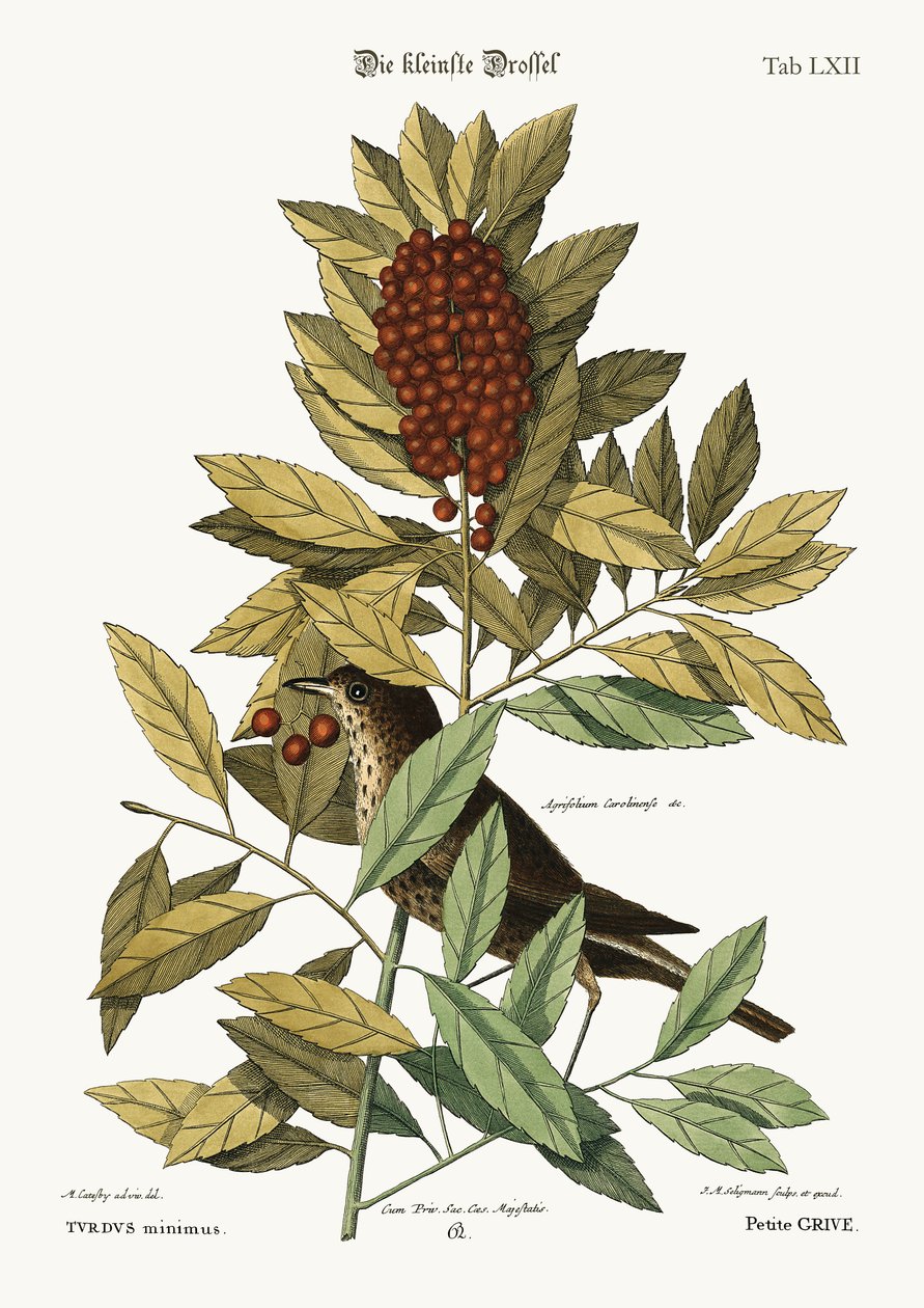 小鹅口疮，1749-73 作者 马克·凯茨比