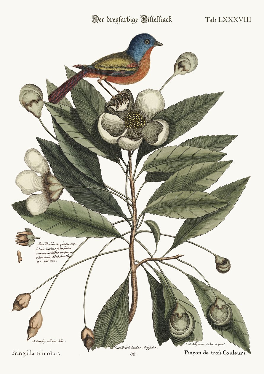 绘画的芬奇，1749-73 作者 马克·凯茨比