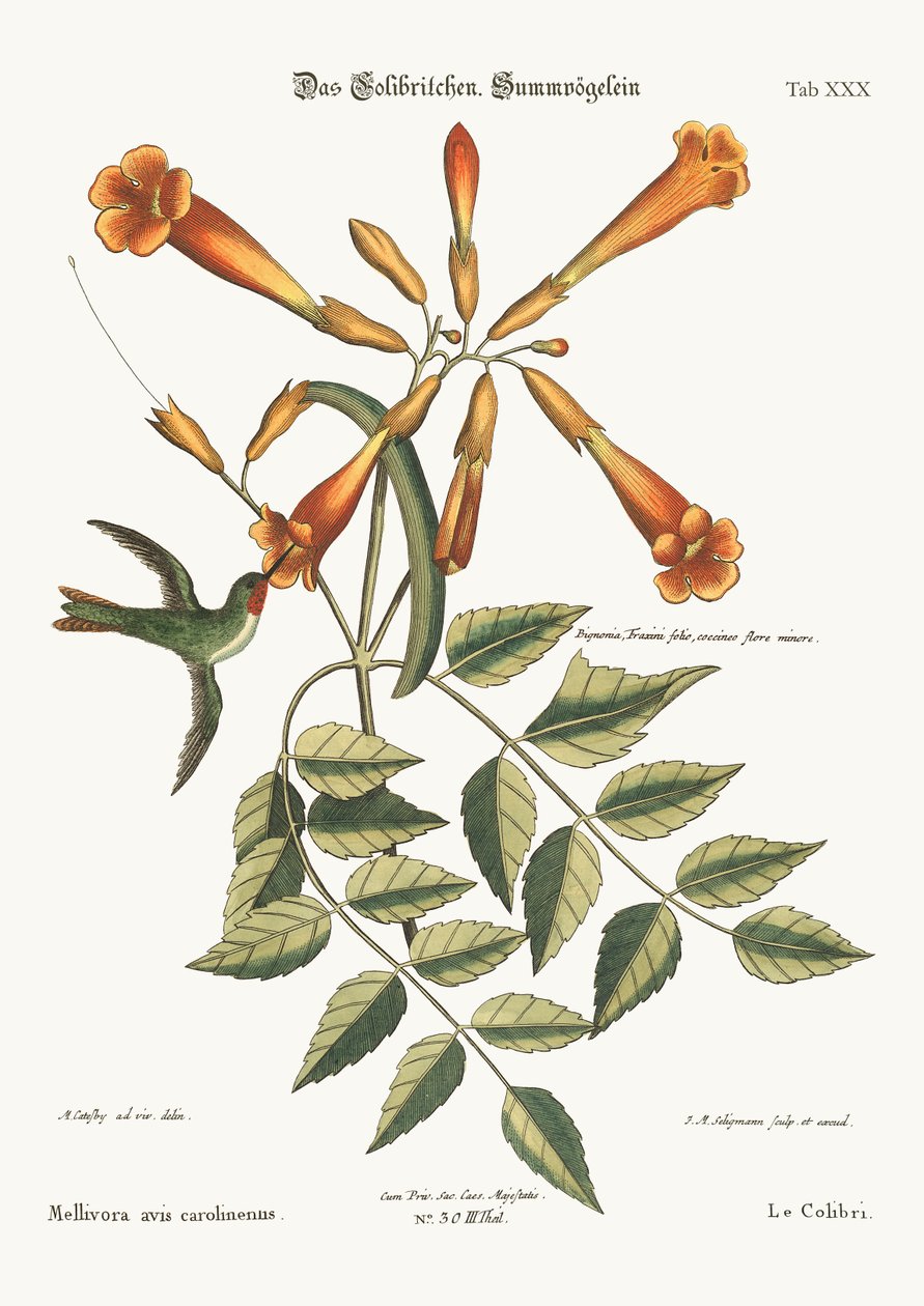 蜂鸟，1749-73 作者 马克·凯茨比