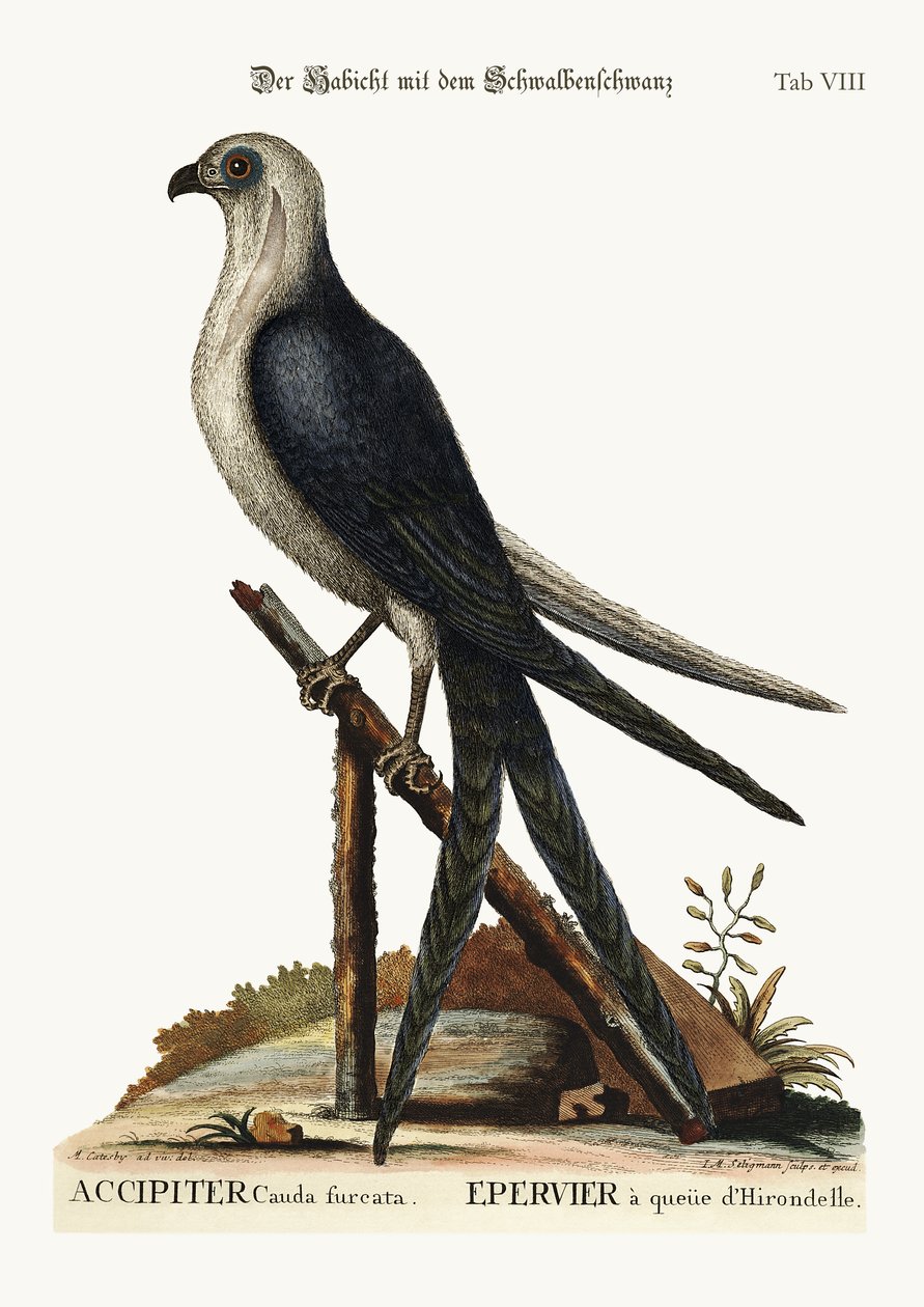 燕尾鹰，1749-73 作者 马克·凯茨比