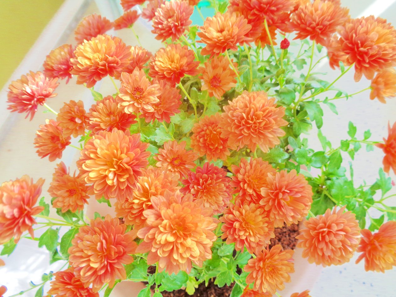 菊花2 作者 玛蒂娜·柯尼兹基（Martina Konitzky）