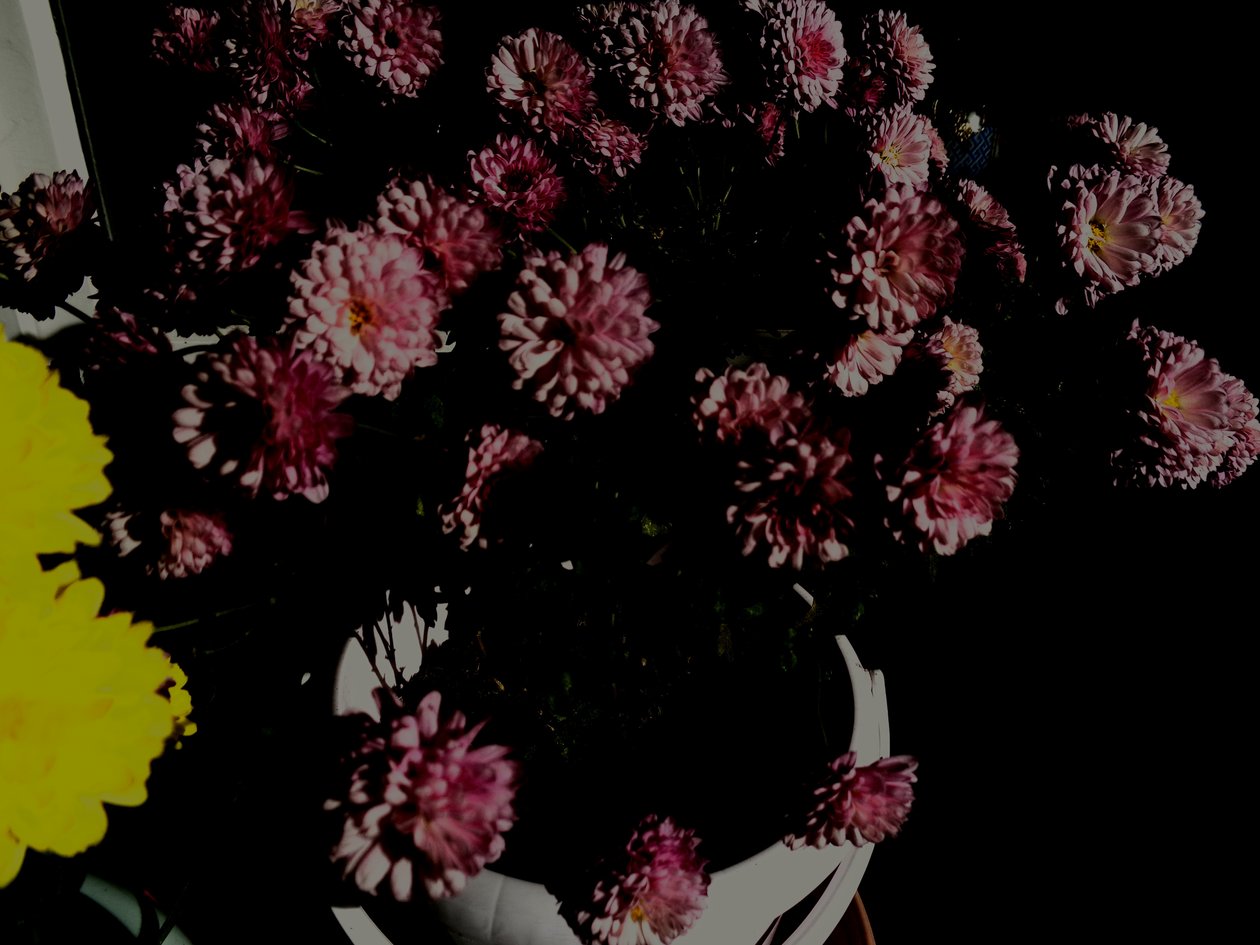 菊花5 作者 玛蒂娜·柯尼兹基（Martina Konitzky）