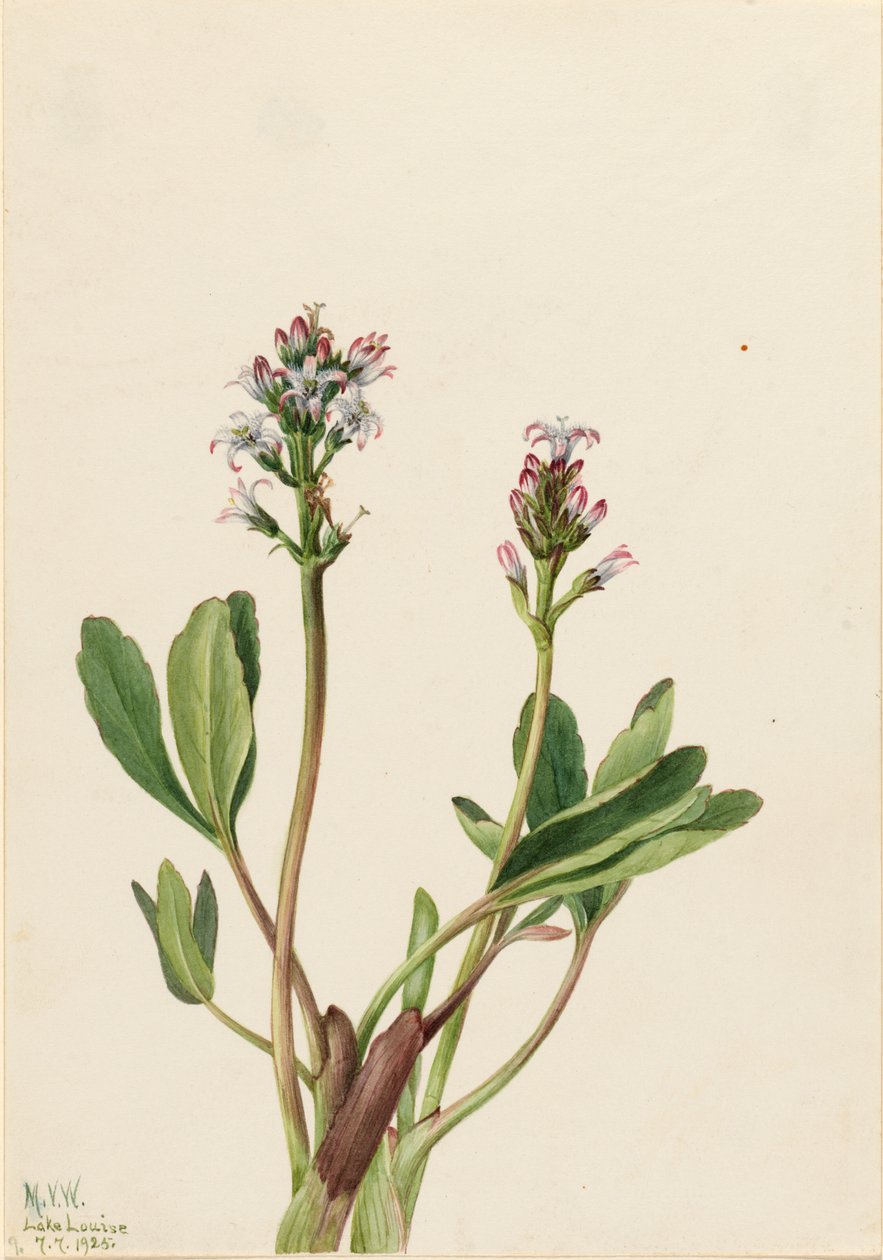 沼泽地 Menyanthes trifoliata, 1925. 作者 玛丽·沃克斯·沃尔科特