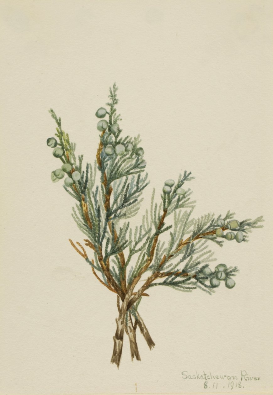 Creeping Juniper Juniperus horizontalis, 1918. 作者 玛丽·沃克斯·沃尔科特