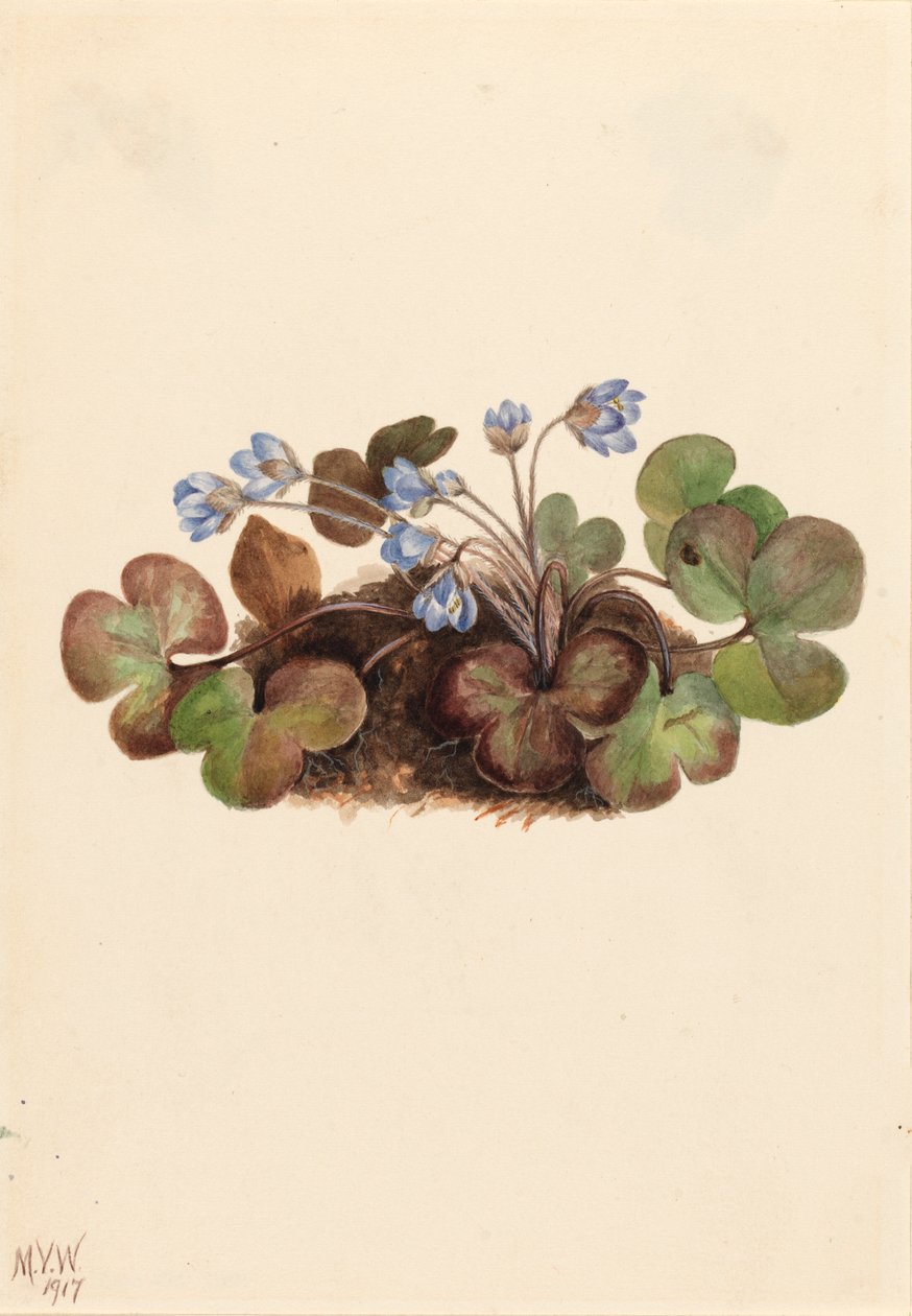 Hepatica Hepatica americana, 1917. 作者 玛丽·沃克斯·沃尔科特