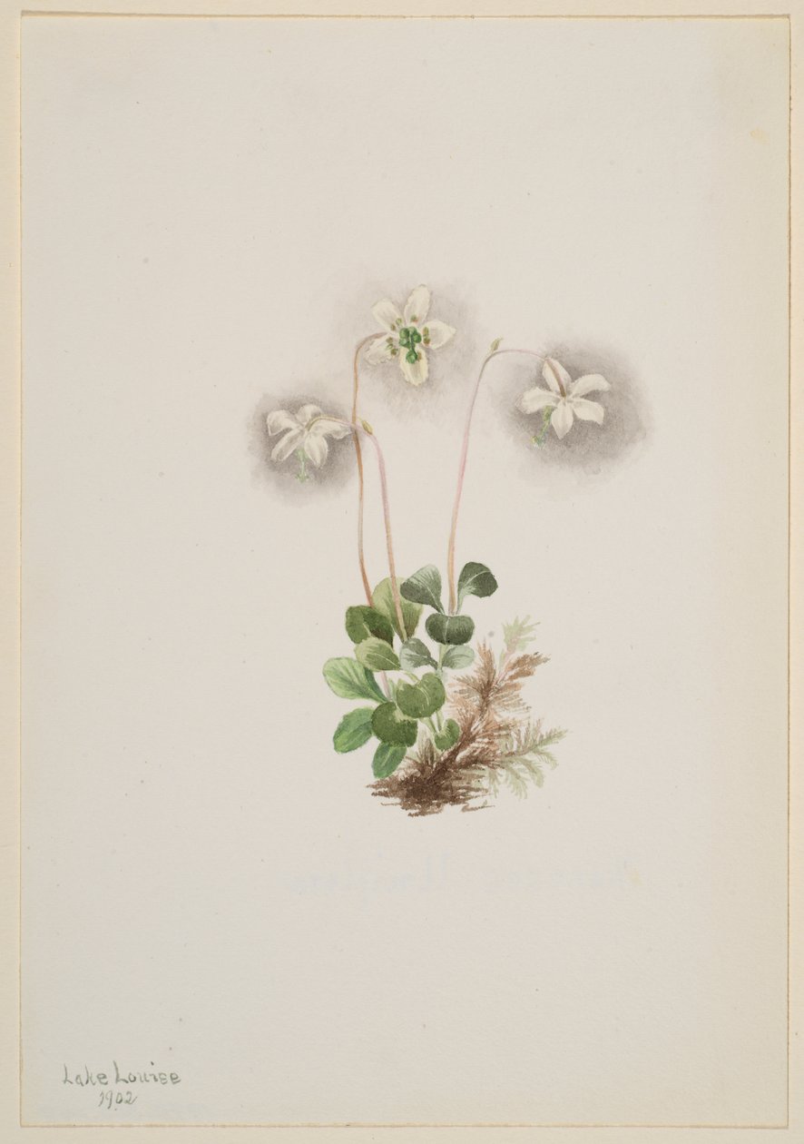 Wood-Nymph Moneses uniflora, 1902. 作者 玛丽·沃克斯·沃尔科特