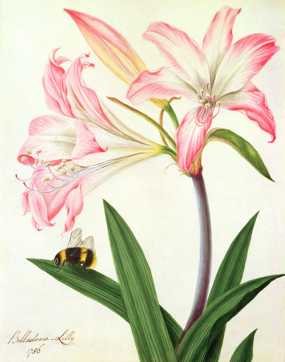 Lilium Belladonna和Bee，1786年（wc和水粉画笔在纸上） 作者 Matilda Conyers