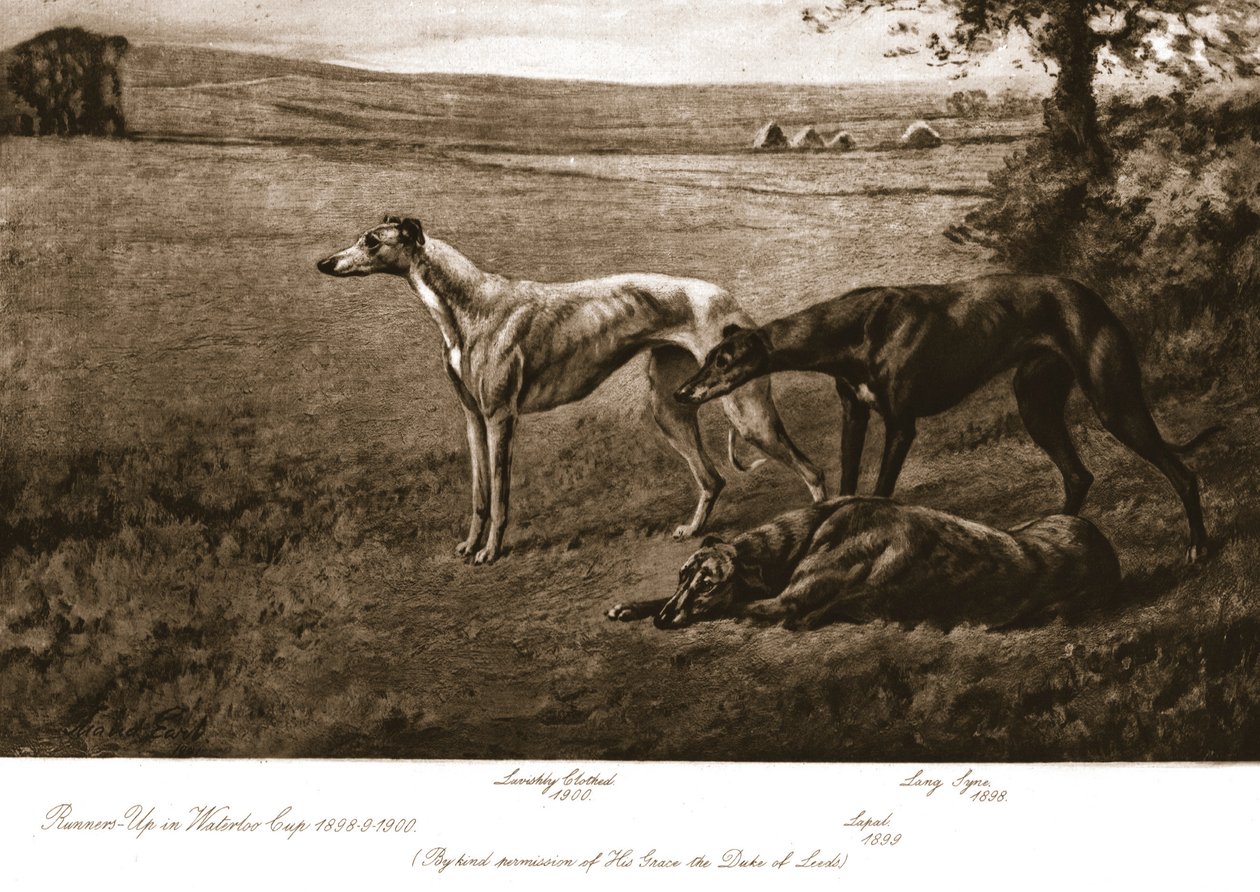 利兹公爵猎犬，1911年。 作者 莫德伯爵