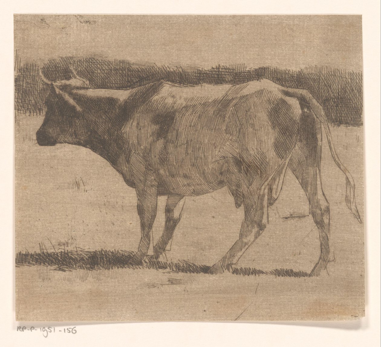 牧场上的牛 作者 Maurits van der Valk