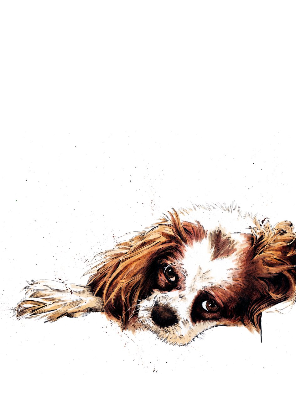 2020 年，白色的梅格猎犬 作者 迈克·戴维斯
