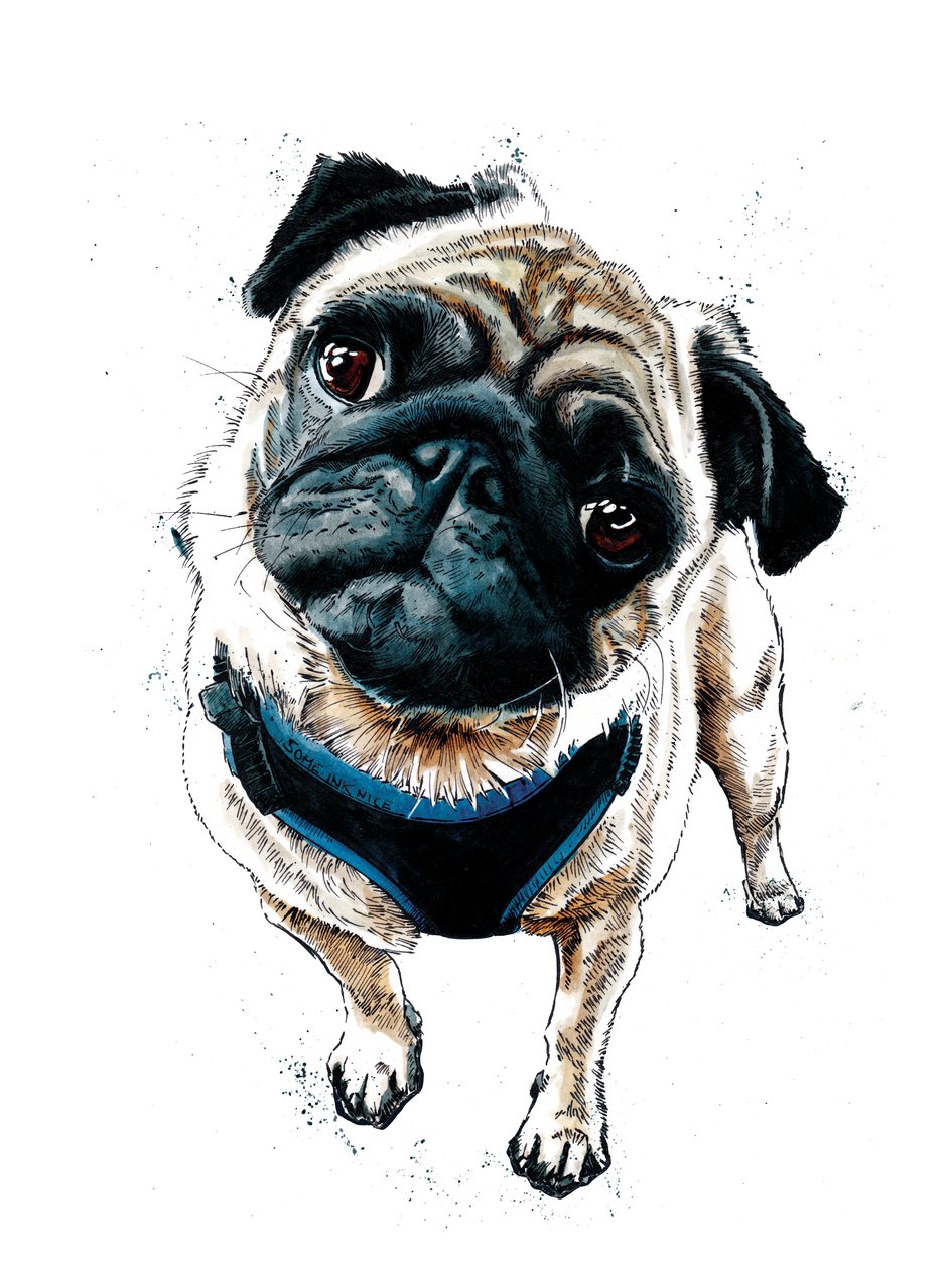 八哥犬泰迪，白色，2019 作者 迈克·戴维斯