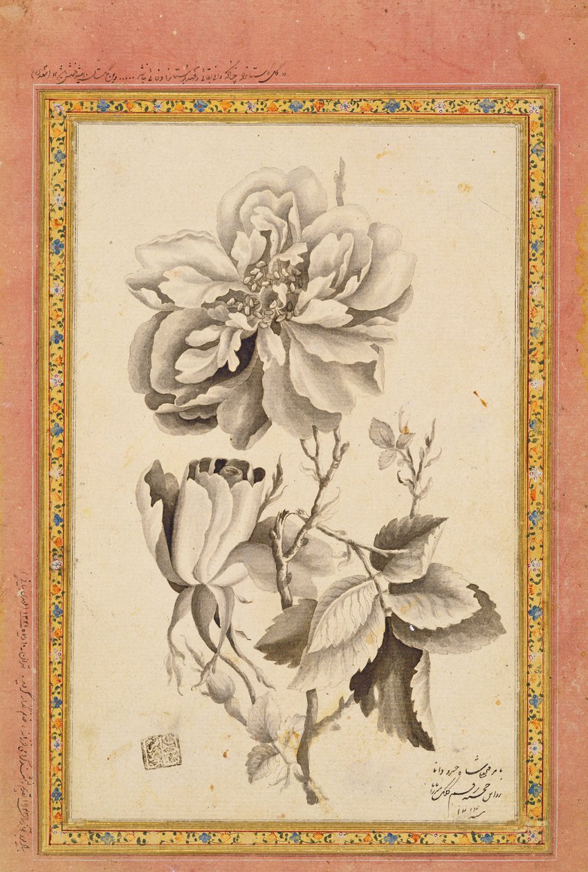 玫瑰，1799-1800（纸上水墨） 作者 米尔扎·巴巴（Mirza Baba）
