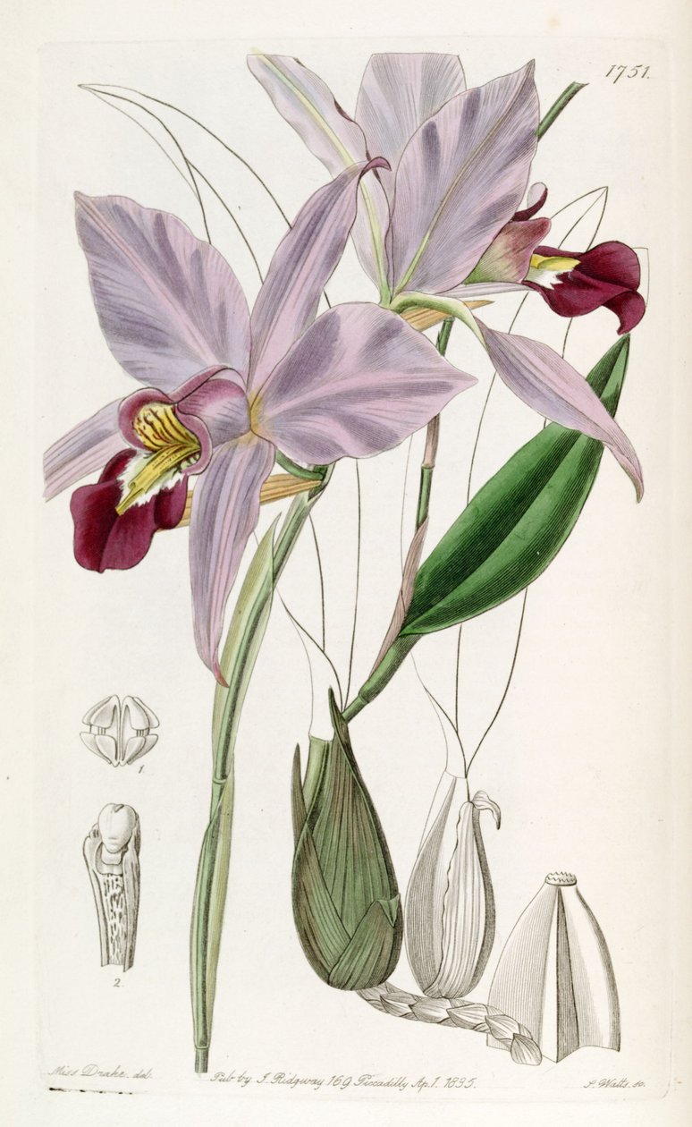 Laelia 作者 德雷克小姐