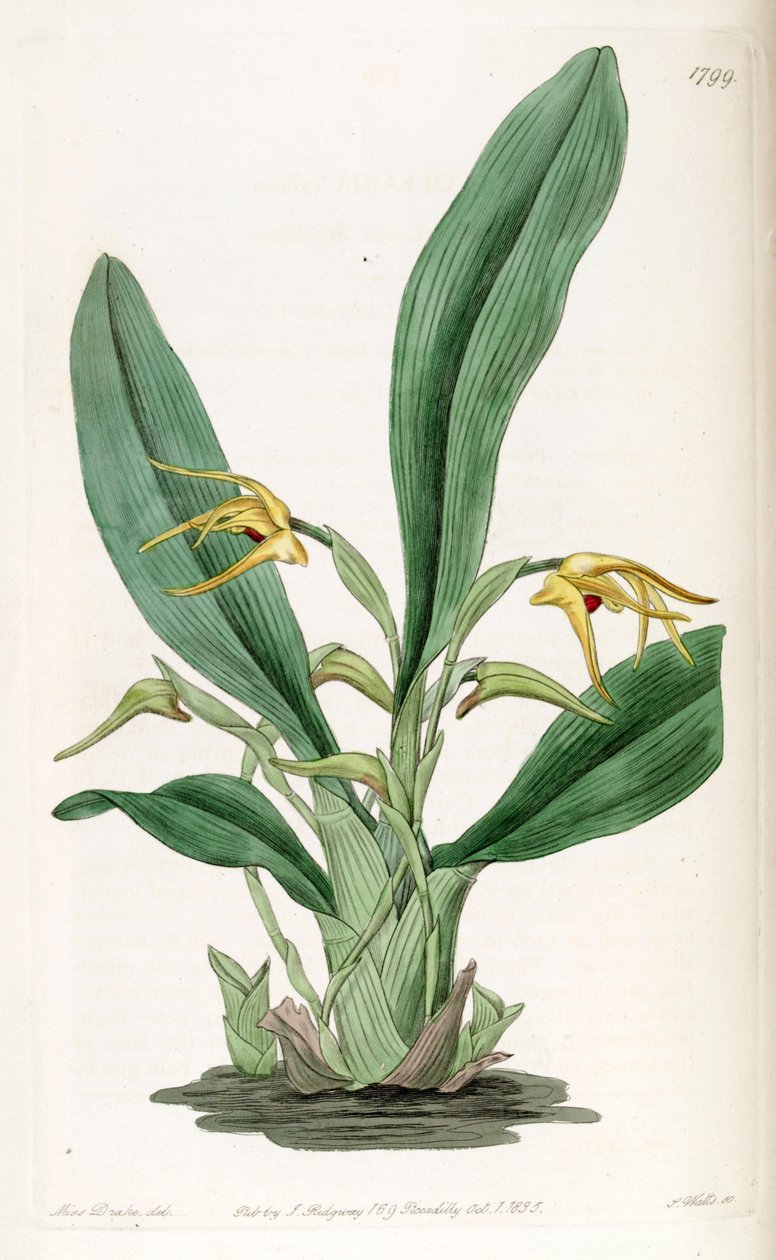 Maxillaria crocea 作者 德雷克小姐