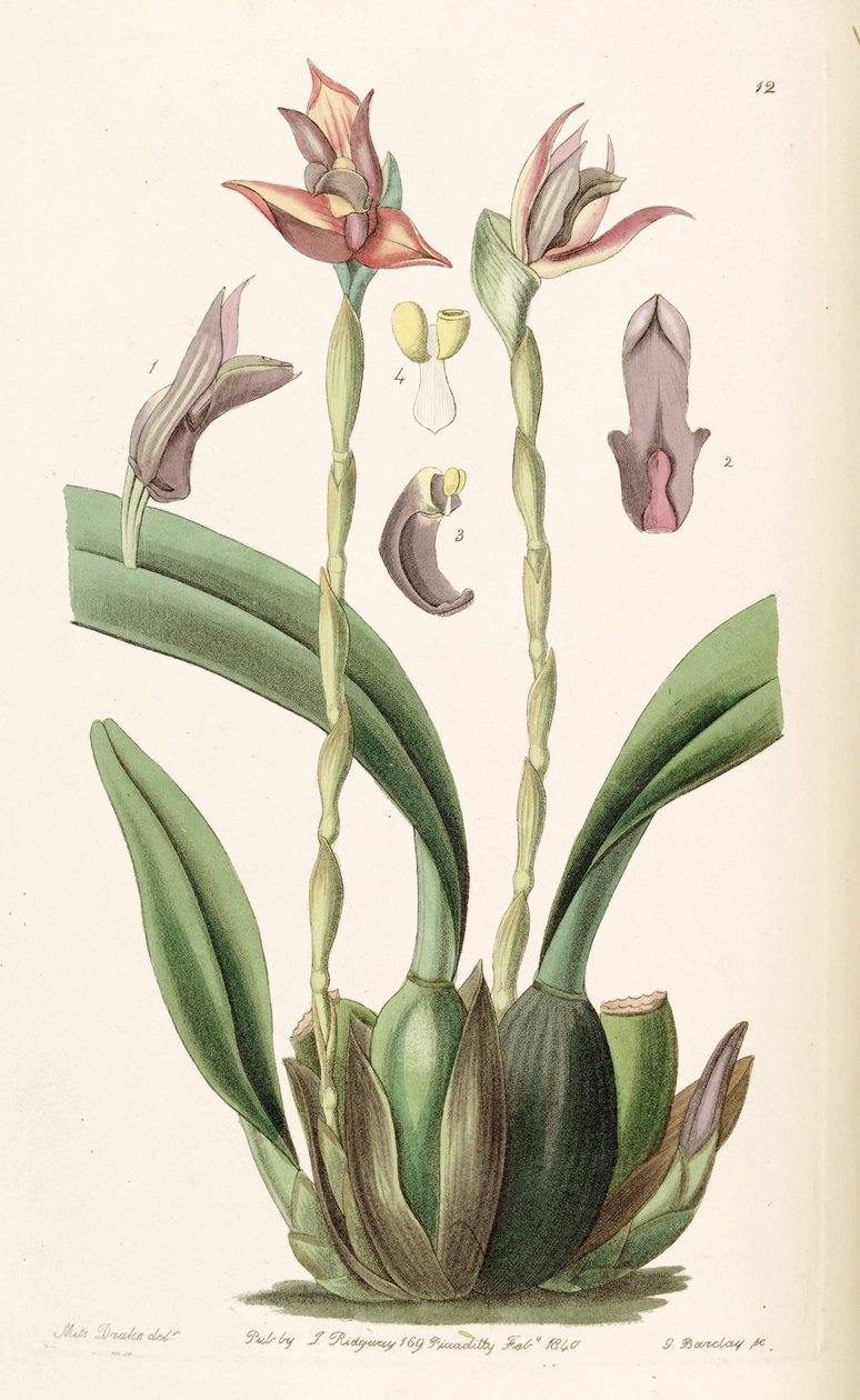 Maxillaria cucullata 作者 德雷克小姐