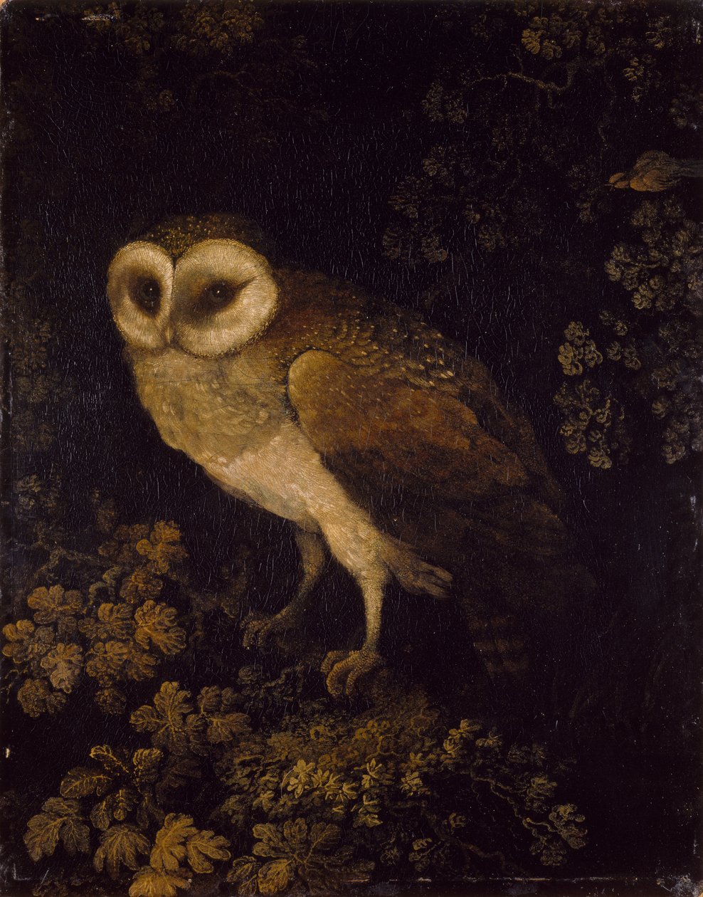 猫头鹰，1780-90年 作者 摩西·霍顿