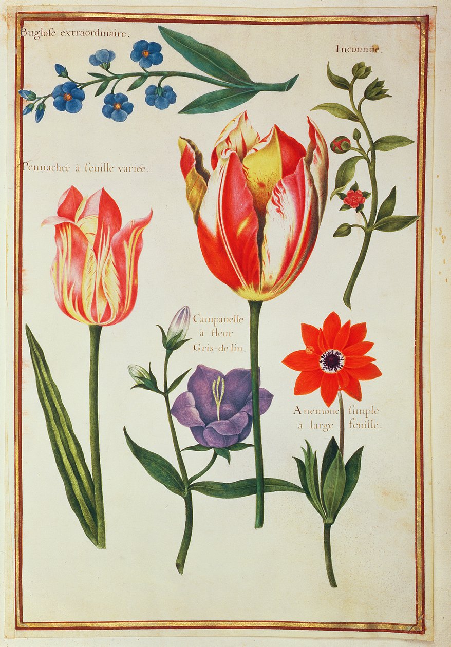 PD.109-1973.f39花卉研究（wll on vellum） 作者 尼古拉斯·罗伯特