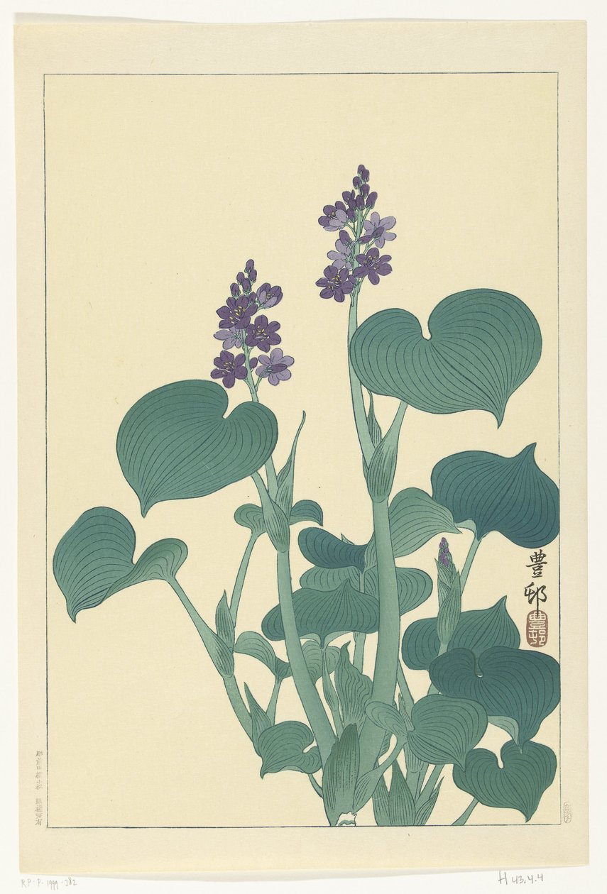 开花的玉簪 作者 大原功臣