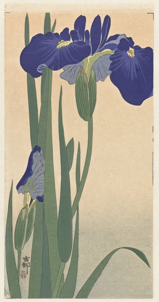 蓝色鸢尾花，1900-30（木版画） 作者 大原功臣
