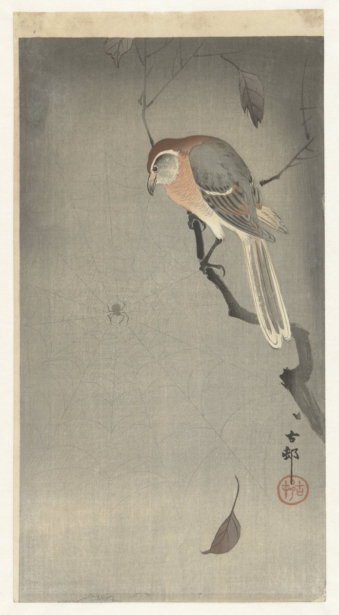 水牛伯劳和蜘蛛 作者 大原功臣
