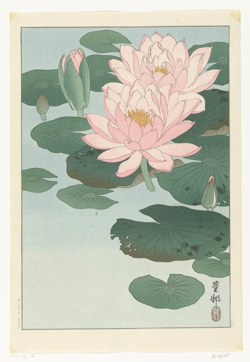 开花的睡莲 作者 大原功臣
