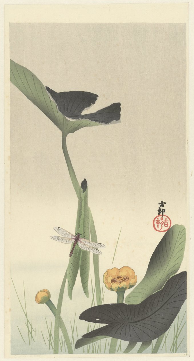 荷花蜻蜓 作者 大原功臣