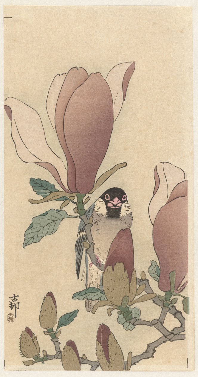 玉兰花枝上的麻雀 作者 大原功臣