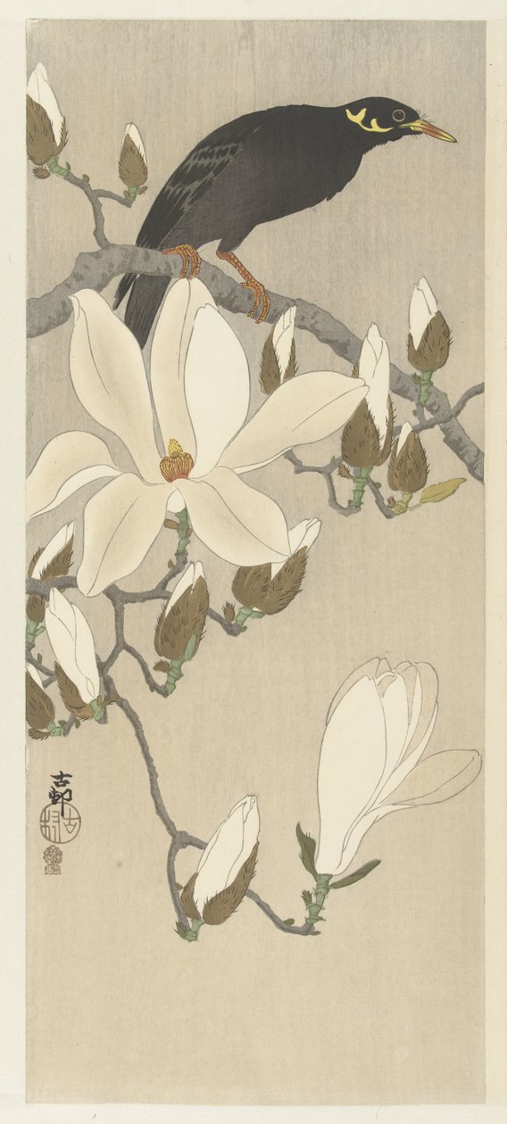 木兰枝上的麦娜 作者 大原功臣